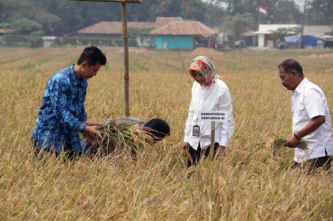 Kendalikan Puso, PJ Upsus Jabar Apresiasi Kerja Keras Petani Karawang